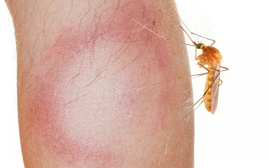 Besmetting zelfs door een mug of ander insect!
