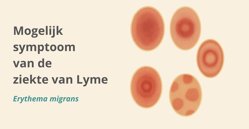 Wat te doen na een tekenbeet